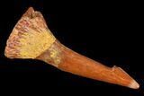 Fossil Sawfish (Onchopristis) Rostral Barb- Morocco #106463-1